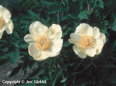 Paeonia mlokosewitschii